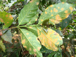 Coffee leaf rust