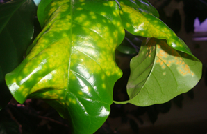 Coffee leaf rust